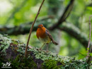 Robin - Rudzik
